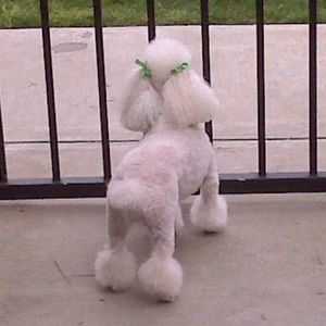 Meet your Posher, Barbara